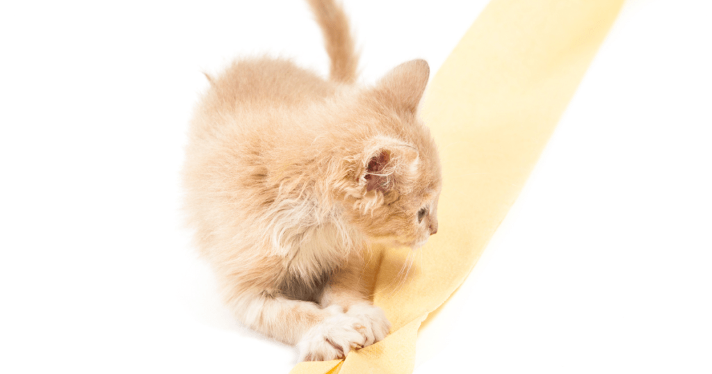 Why Does My Cat Eat Toilet Paper?