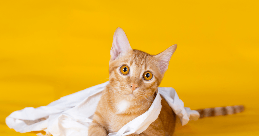 Why Does My Cat Eat Toilet Paper?