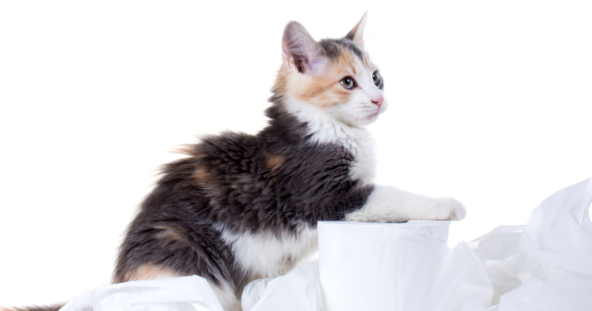 Why Does My Cat Eat Toilet Paper?