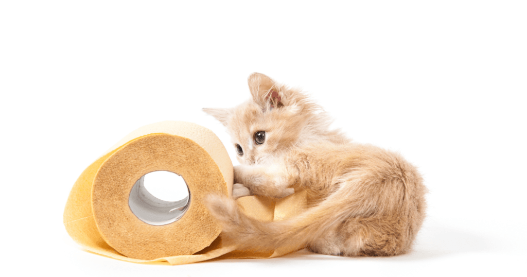 Why Does My Cat Eat Toilet Paper?